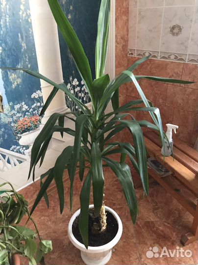 Юкка,монстера,фикус