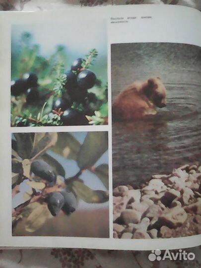 Книга северные зори