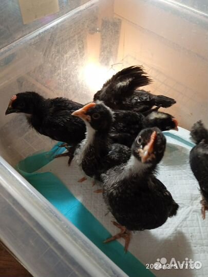 Синь-синь дянь, сильверудды(молодые петушки)