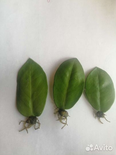 Замиокулькас