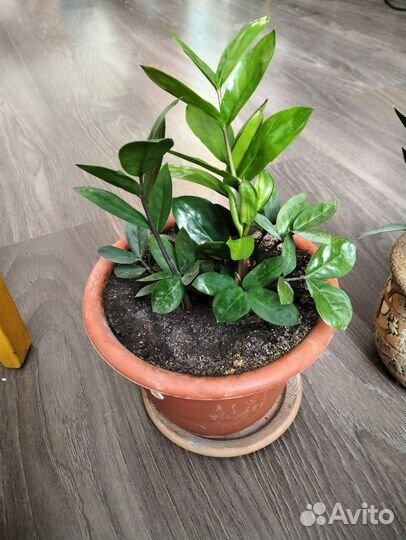 Замиокулькас