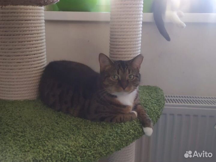 Апетитная Ириска (кошка)