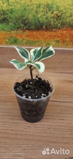 Фикус триангулярис вайт марджин