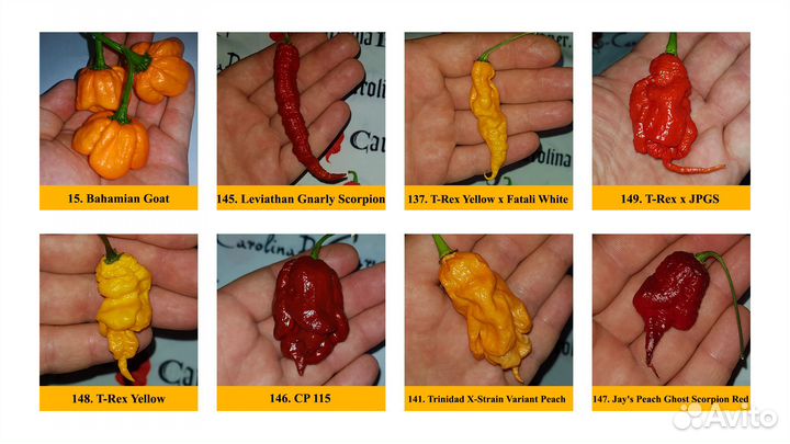 40+ сортов Самого острого чили chili перца в мире