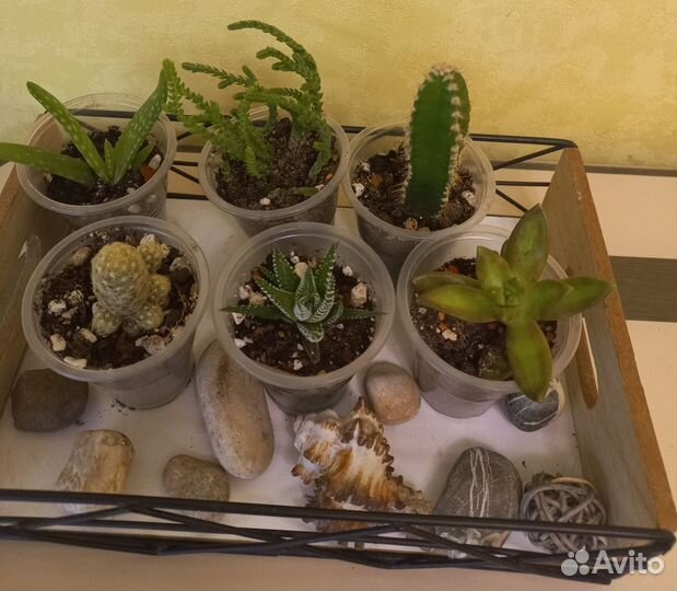 Комнатные растения пакетом