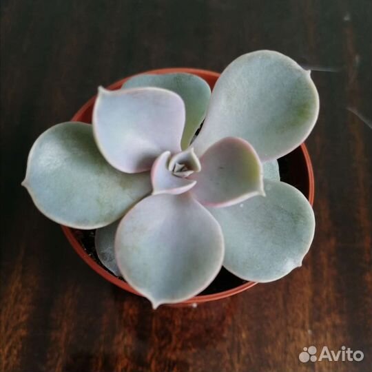 Сукуленты, каменная роза, эониум, алоэ