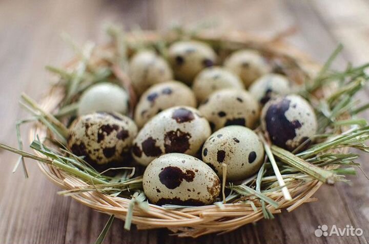 Яйцо перепелиное инкубационное