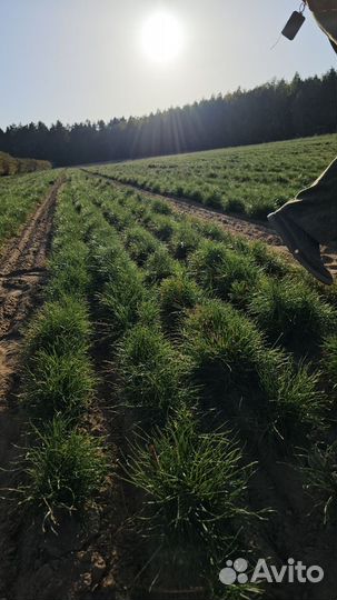 Саженцы ели европейской окс