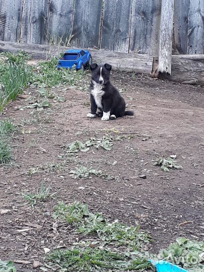 Щенки помесь лайки