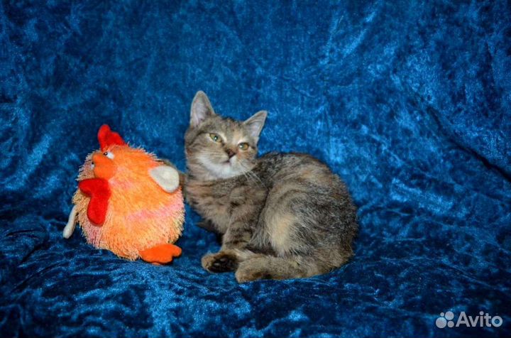 Красотка от британки