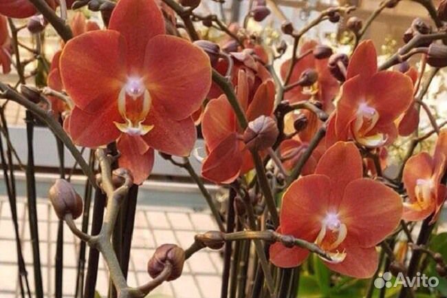 Фаленопсис горизонт 12/60 2 ствольный