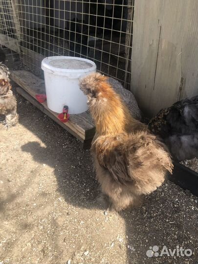 Китайские шелковые петушки