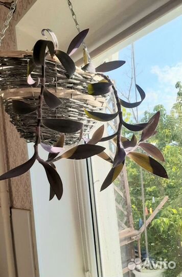 Цветок фиолетовая традесканция