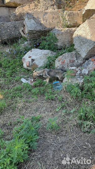 Собака скелет в поле