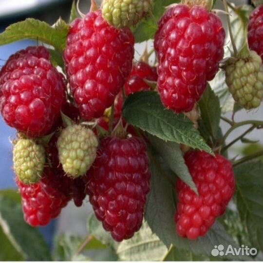 Саженцы малины с доставкой