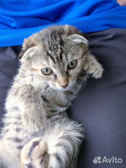 Шотландская вислоухая кошка бесплатно