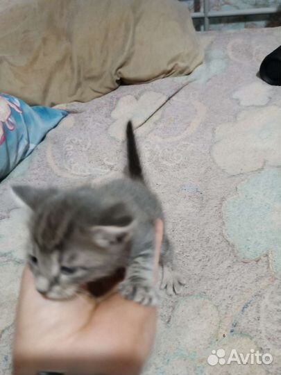 Котята в добрые руки бесплатно коты