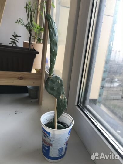 Кактус опунция