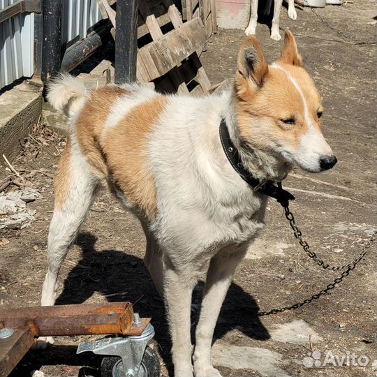 Щенок Западносибирской лайки