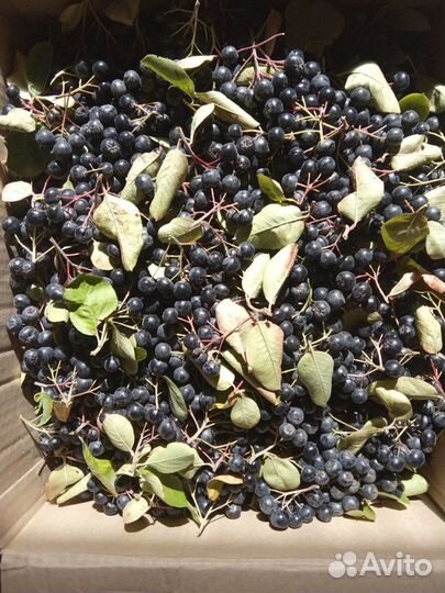 Черноплодная рябина ягоды