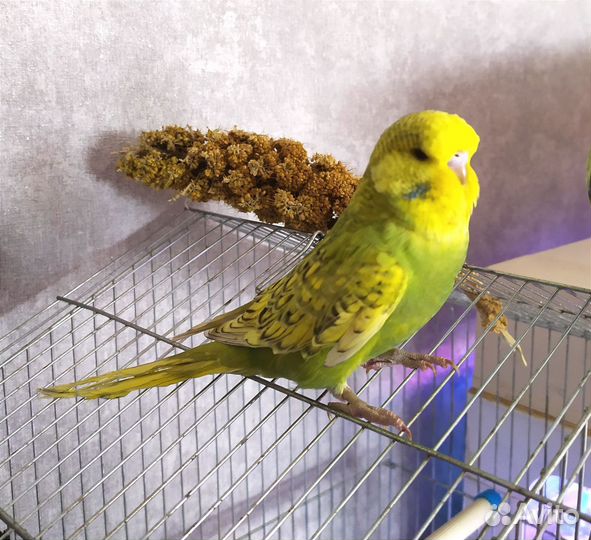 Волнистый попугай, ввп чех