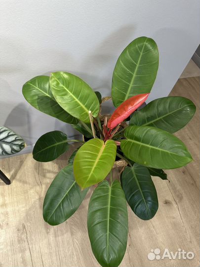 Филоденрон принц оранж