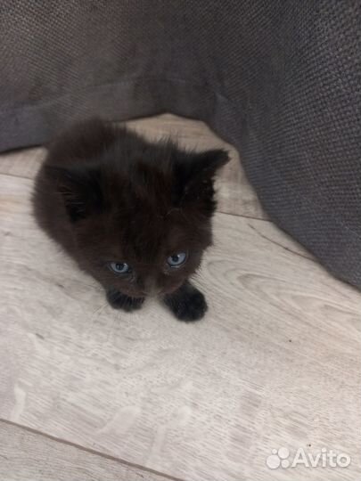 Отдам котенка