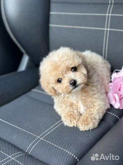 Мальтипу micro