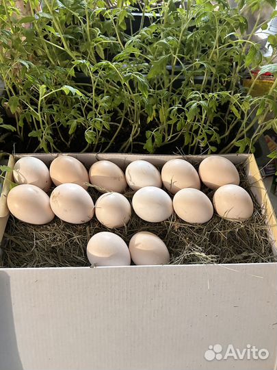 Соберу яйца для инкубации