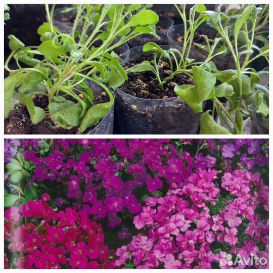 Обриета, традесканция, Дихондра, фикусы