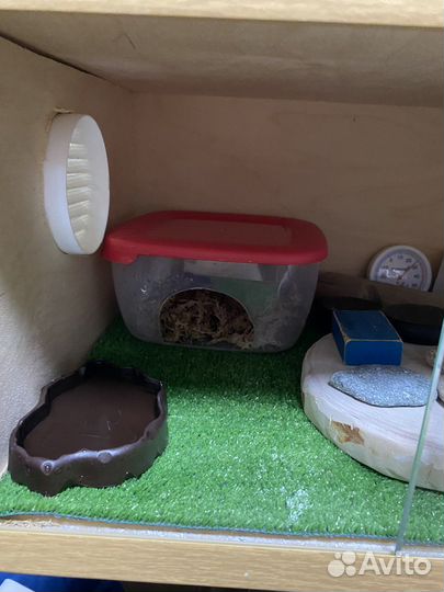 Геккон эублефар