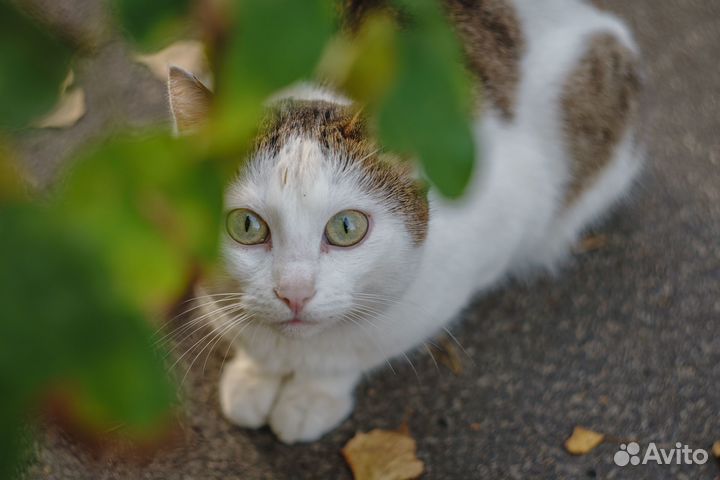 Кот в добрые руки