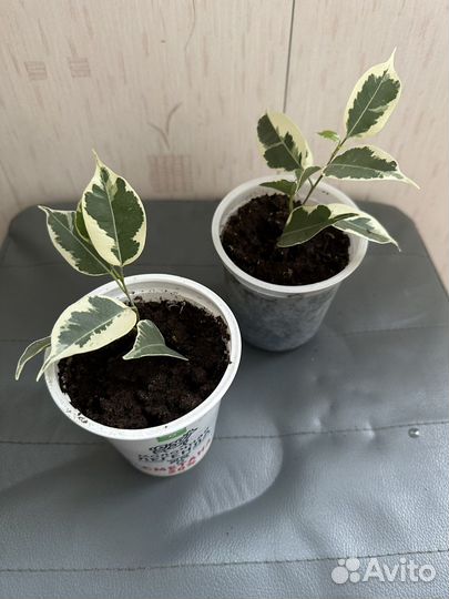 Фикус бенджамина пестролистный и зеленый