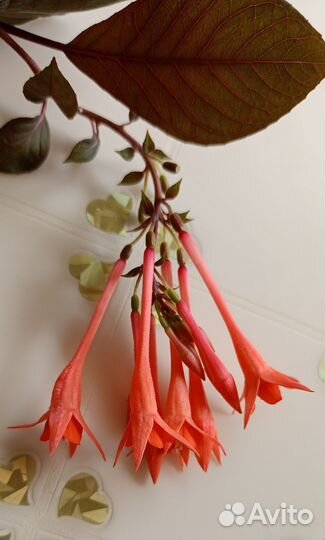 Цветы разные