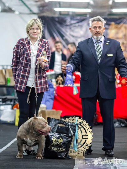 Американский булли вязка