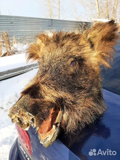 Чучело головы кабана