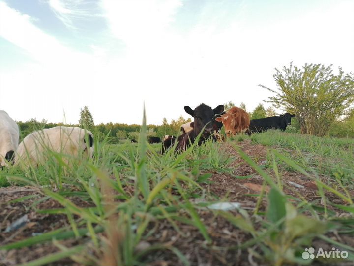 Коровы, крс, быки, тёлки