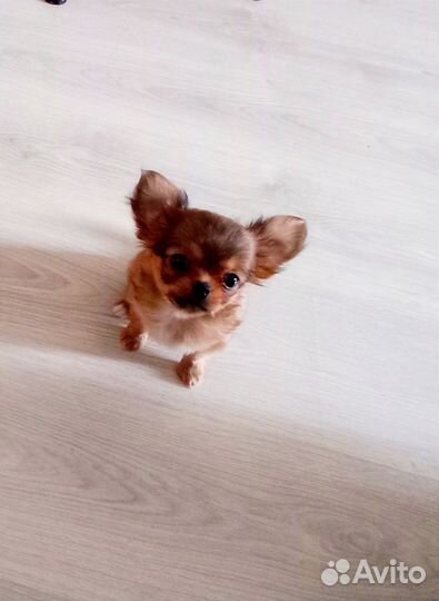 Щенки чихуахуа мини девочки