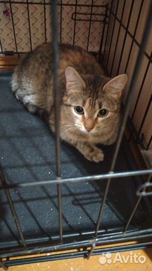 Ищет дом замечательная кошка Даша