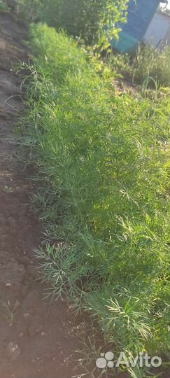 Овощи с грядки, свежая зелень