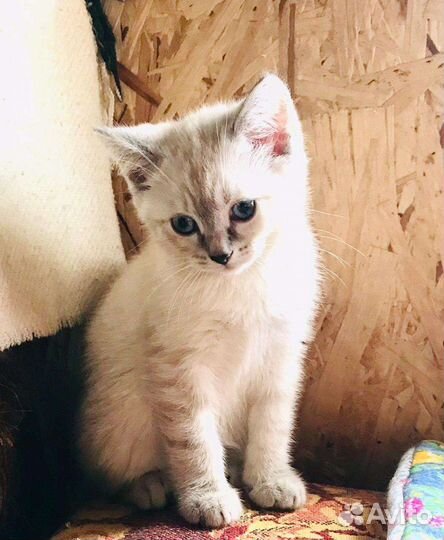 Кошка в дар