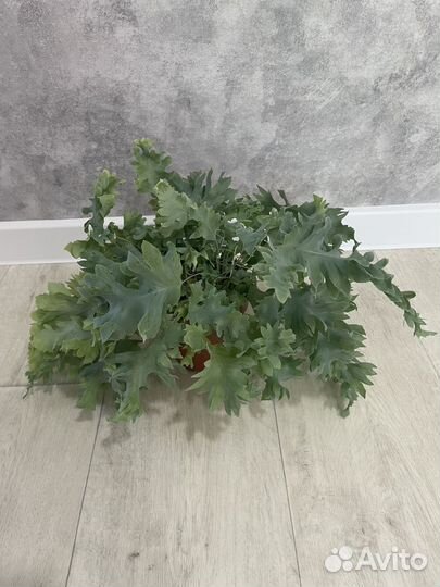 Флебодиум Давана