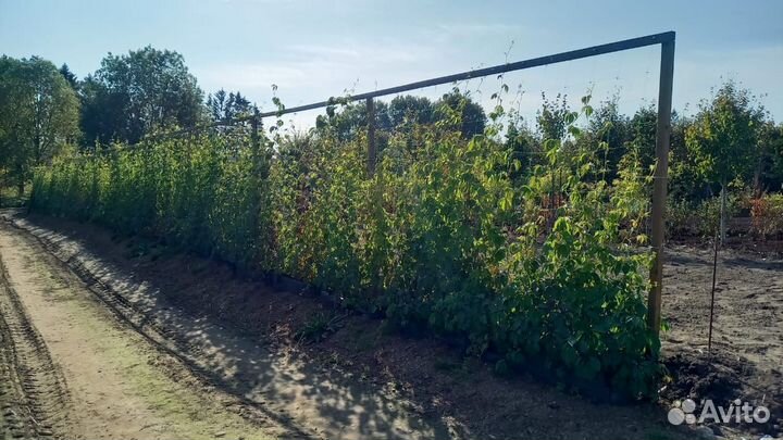 Девичий виноград элемент живой изгороди