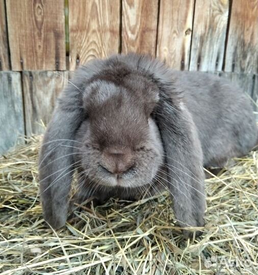 Кролики французский баран