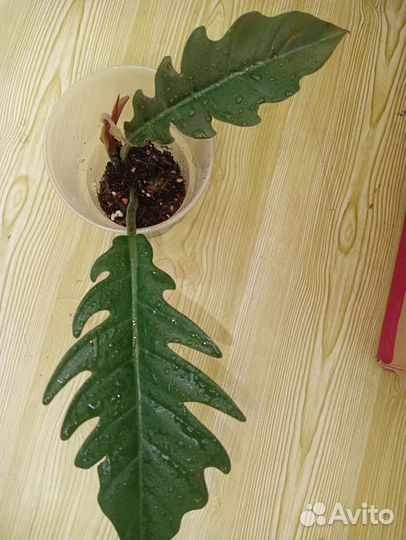 Филодендрон Империал Рэд,Грин,Зелёная карамель