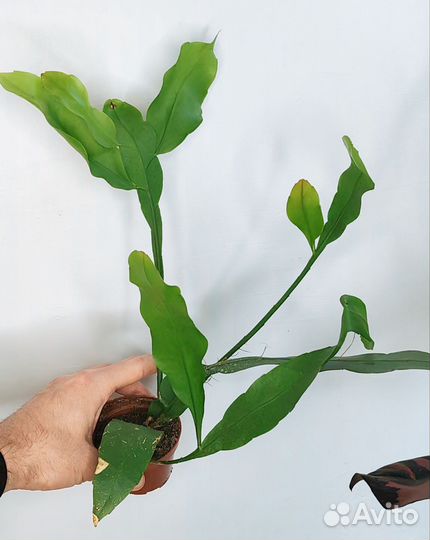 Epiphyllum oxypetalum