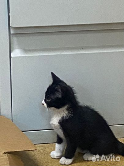 Котёнок 