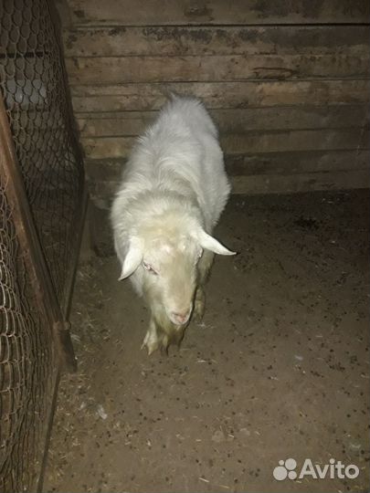 Козлик на племя