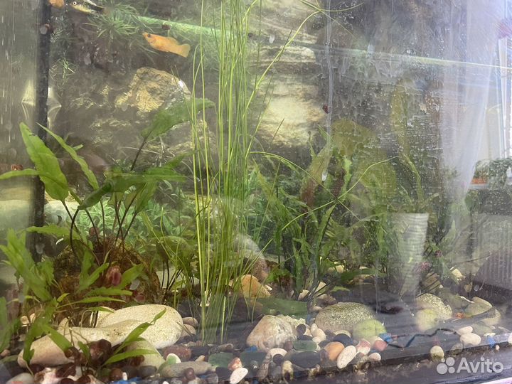 Аквариум