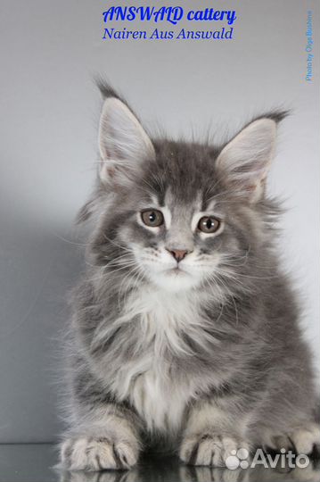 Котята мейн кун Мурманск